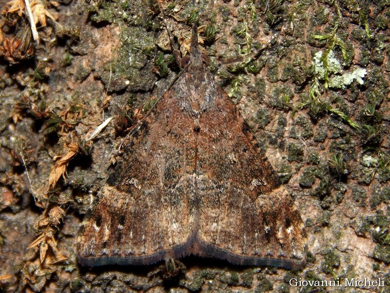 Richiesta ID: Hypena obsitalis - Erebidae